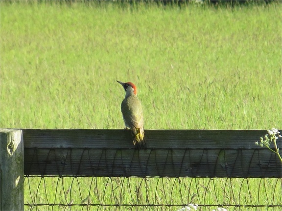 Bridle path at Cross Green B&B