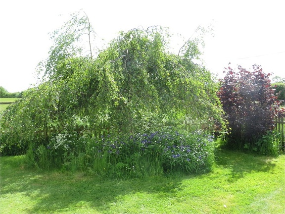 Looking out of the window at Cross Green B&B