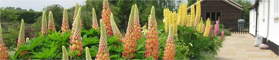 Lupins